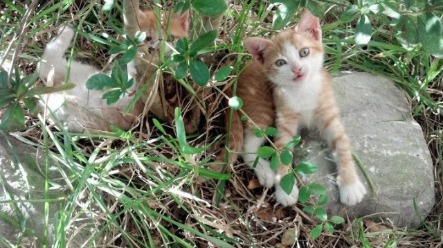 雷火电竞下载-冰与火的神谕，伊布一锤定音，烈火之鹰洪都拉斯绝境逆袭希腊