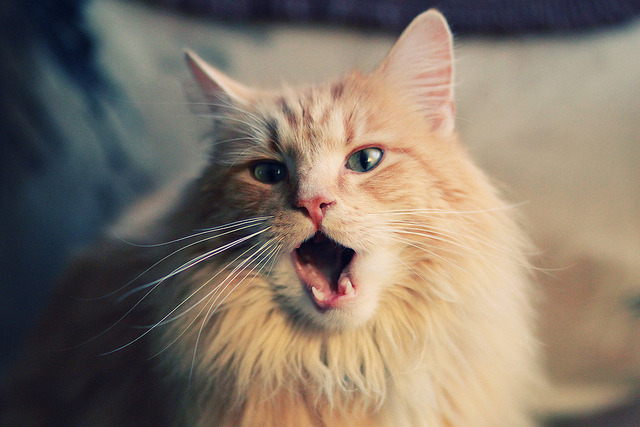 雷火电竞下载-拉丁之舞踏碎蓝色城墙，巴雷拉的关键先生之夜