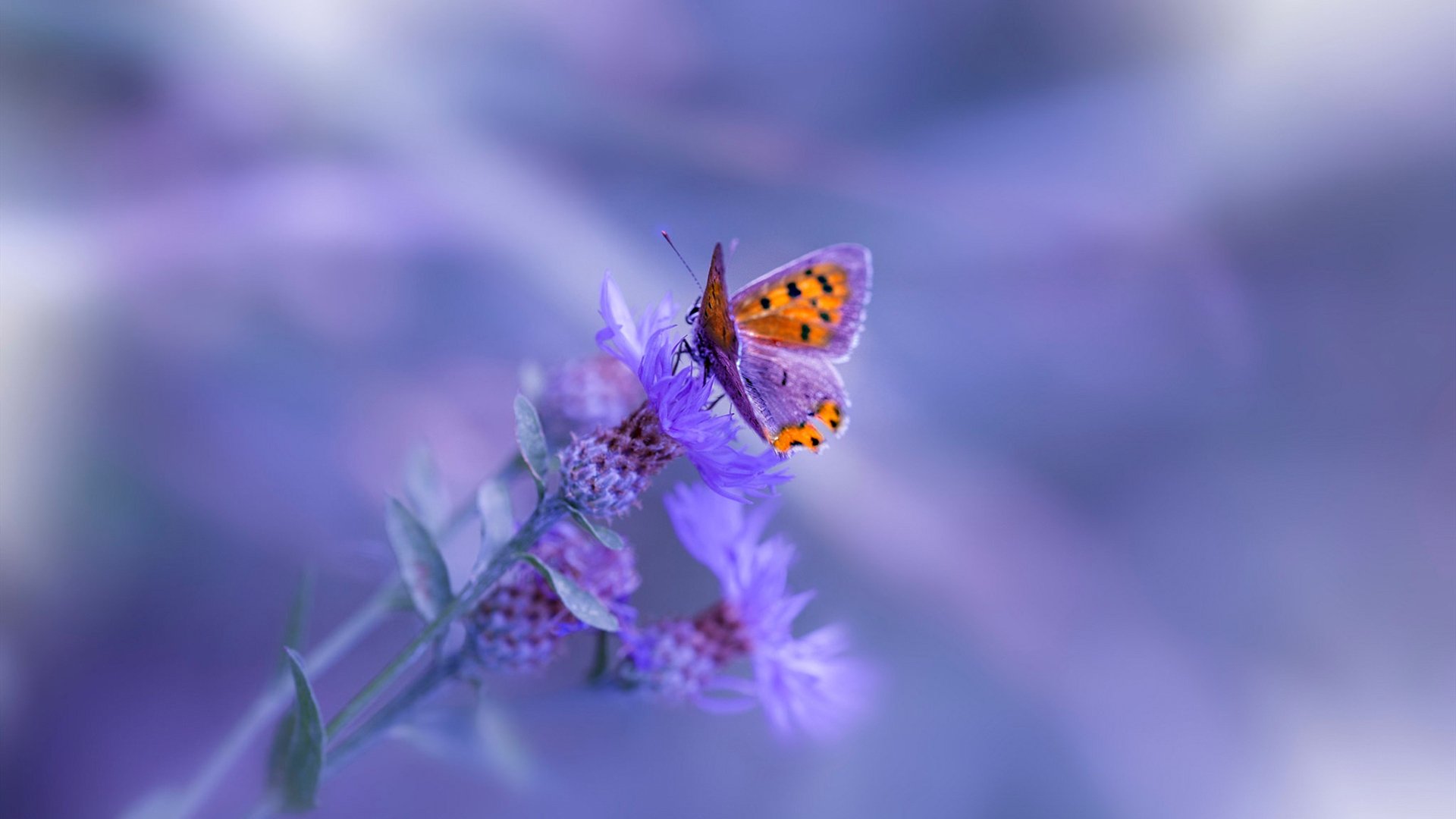 雷火电竞亚洲先驱-星辰跨界而来，化为一柄银白利刃