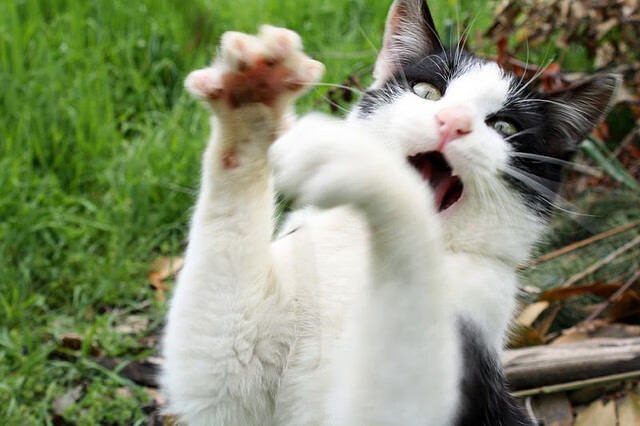 王者之证,小贾伦决胜时刻展现巨星价值,鹈鹕险胜吉林