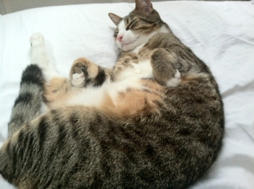 篮球世界的平行叙事，湖人险胜魔术与小贾伦的隔空对决