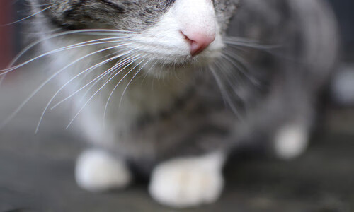 东决关键战之夜，卡拉斯科，那个在宿命转折点上拔剑的人