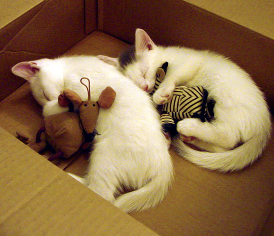 雷火电竞app-铁血之师的掌控艺术，C罗主导下的马德里竞技如何稳稳绞杀AC米兰