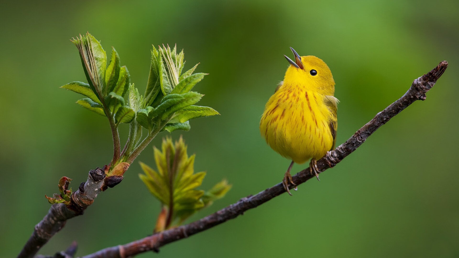 拉文41分暴走难救主，快船三核发力提前终结悬念